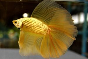 Cá betta rồng vàng - Lưu ý khi nuôi cá betta rồng vàng